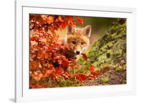 Fox-Robert Adamec-Framed Art Print