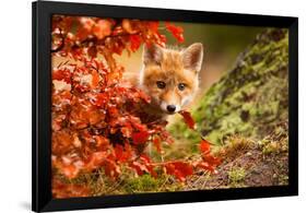 Fox-Robert Adamec-Framed Art Print