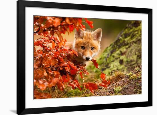 Fox-Robert Adamec-Framed Art Print