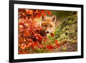 Fox-Robert Adamec-Framed Art Print