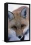 Fox-null-Framed Stretched Canvas
