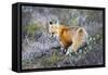 Fox-null-Framed Stretched Canvas