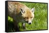 Fox-Veneratio-Framed Stretched Canvas