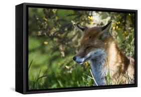 Fox-Veneratio-Framed Stretched Canvas