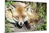 Fox-Veneratio-Mounted Photographic Print