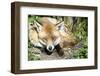 Fox-Veneratio-Framed Photographic Print