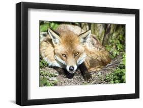 Fox-Veneratio-Framed Photographic Print