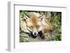 Fox-Veneratio-Framed Photographic Print