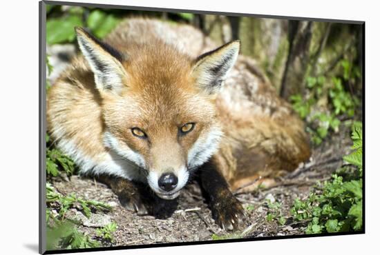 Fox-Veneratio-Mounted Photographic Print