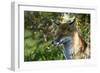 Fox-Veneratio-Framed Photographic Print