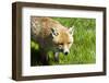 Fox-Veneratio-Framed Photographic Print