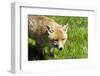 Fox-Veneratio-Framed Photographic Print