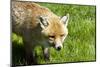 Fox-Veneratio-Mounted Photographic Print