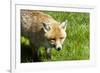 Fox-Veneratio-Framed Photographic Print