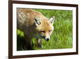 Fox-Veneratio-Framed Photographic Print