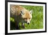 Fox-Veneratio-Framed Photographic Print