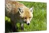 Fox-Veneratio-Mounted Photographic Print