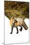 Fox-null-Mounted Photographic Print