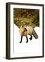 Fox-null-Framed Photographic Print