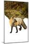 Fox-null-Mounted Photographic Print