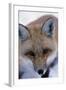 Fox-null-Framed Photographic Print