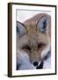 Fox-null-Framed Photographic Print