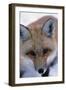 Fox-null-Framed Photographic Print