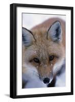 Fox-null-Framed Photographic Print