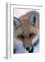 Fox-null-Framed Photographic Print