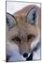 Fox-null-Mounted Photographic Print