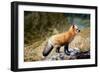 Fox-null-Framed Photographic Print