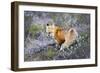 Fox-null-Framed Photographic Print