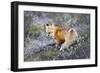 Fox-null-Framed Photographic Print