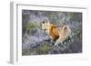 Fox-null-Framed Photographic Print