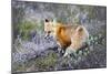 Fox-null-Mounted Photographic Print