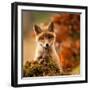 Fox-Robert Adamec-Framed Giclee Print