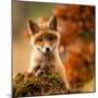 Fox-Robert Adamec-Mounted Giclee Print