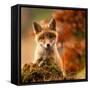 Fox-Robert Adamec-Framed Stretched Canvas