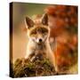 Fox-Robert Adamec-Stretched Canvas
