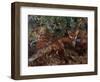 Foxes, 1886-Bruno Andreas Liljefors-Framed Giclee Print