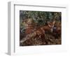 Foxes, 1886-Bruno Andreas Liljefors-Framed Giclee Print