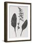 Foxglove, 19th Century Artwork-Middle Temple Library-Framed Premium Photographic Print