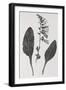 Foxglove, 19th Century Artwork-Middle Temple Library-Framed Premium Photographic Print