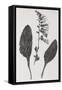 Foxglove, 19th Century Artwork-Middle Temple Library-Framed Stretched Canvas