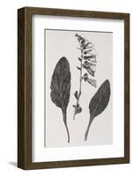 Foxglove, 19th Century Artwork-Middle Temple Library-Framed Photographic Print