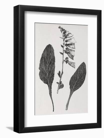Foxglove, 19th Century Artwork-Middle Temple Library-Framed Photographic Print