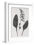 Foxglove, 19th Century Artwork-Middle Temple Library-Framed Photographic Print