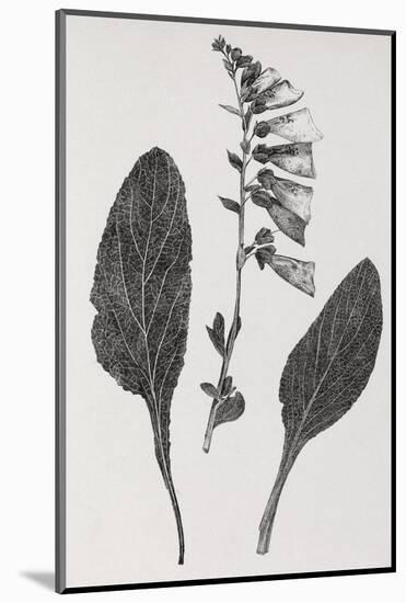 Foxglove, 19th Century Artwork-Middle Temple Library-Mounted Photographic Print