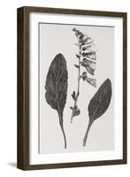 Foxglove, 19th Century Artwork-Middle Temple Library-Framed Photographic Print