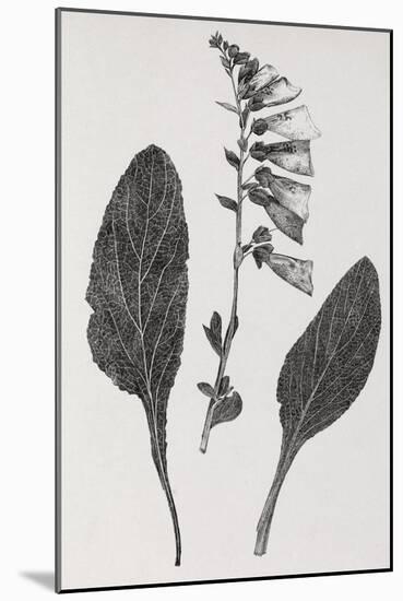 Foxglove, 19th Century Artwork-Middle Temple Library-Mounted Photographic Print